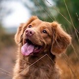 An image of a dog that looks happy first