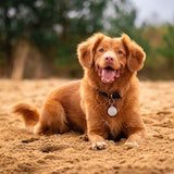 An image of a dog that looks soo hapy second