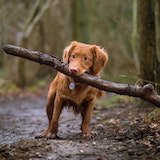 An image of a dog that looks happy third